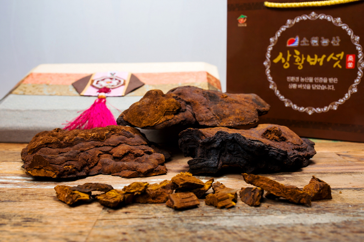 상황버섯500g